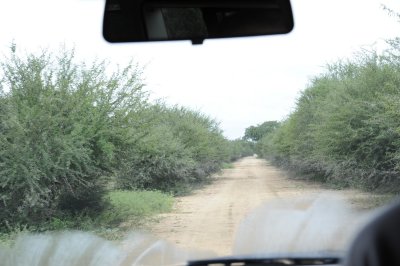 Sort of road between the thorns