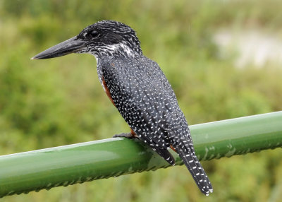 Pied Kingfisher