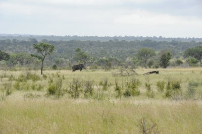 kruger0090.jpg