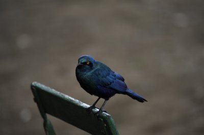 kruger0124.jpg