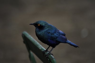 Cape Glossy Starling