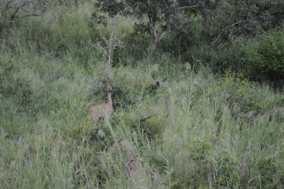 Can you see the five Kudu in this photo?