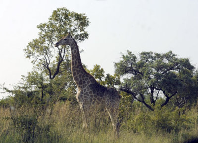 kruger0013.jpg