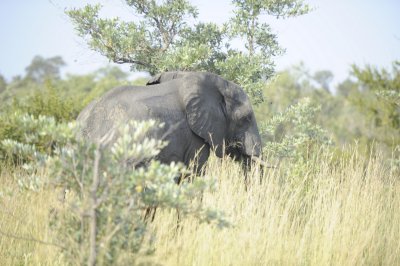 kruger0019.jpg
