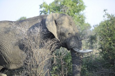 kruger0020.jpg