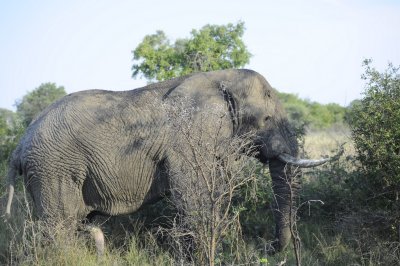 kruger0021.jpg