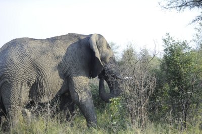 kruger0024.jpg