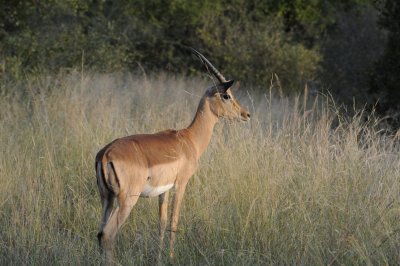 Impala