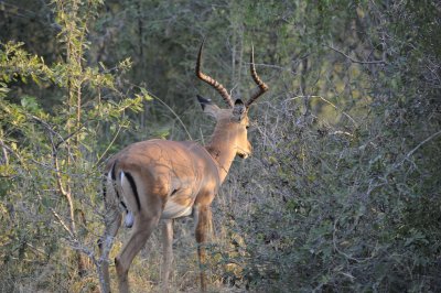 Impala leaving