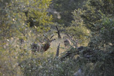 kruger0033.jpg