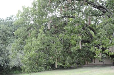 Tshokwane tree (aka Sausage tree)
