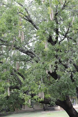 Sausage tree (no known use)
