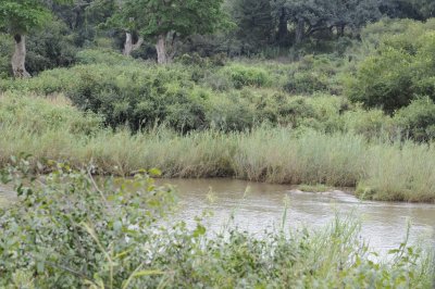 Crocodile habitat