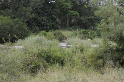 kruger0052.jpg