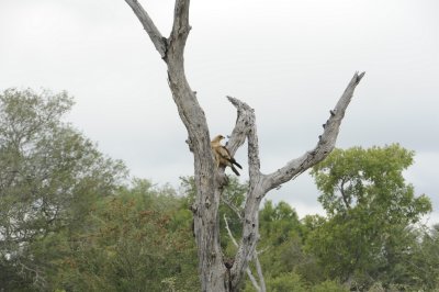 This eagle was tearing apart the dead wood looking for a meal