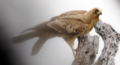 Tawney Eagle