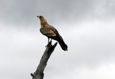 kruger0061.jpg