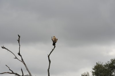 kruger0063.jpg