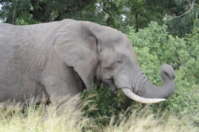 0085krugersa6C.jpg