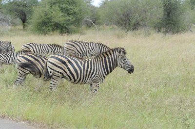 Typical small herd
