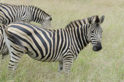 Burchell's Zebra