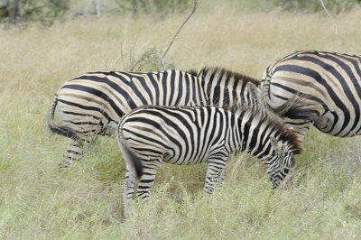0091krugersa5C.jpg