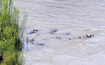 Hippo's (trust me, they are there)