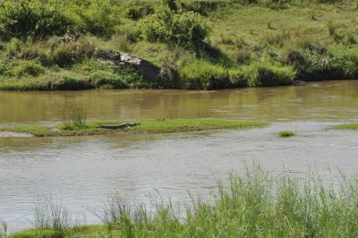 A real big croc!