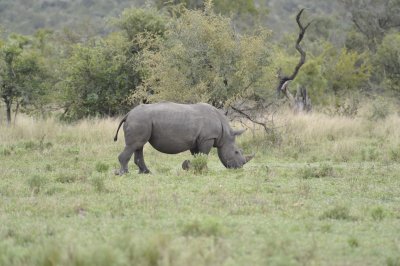 0055krugersa6B.jpg