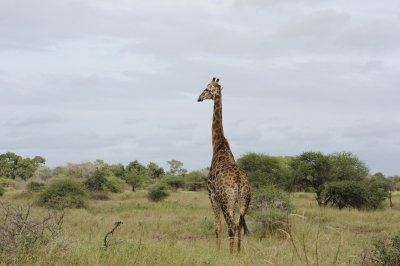 0065krugersa6C.jpg