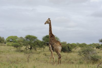 0066krugersa5C.jpg