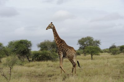 0067krugersa6C.jpg