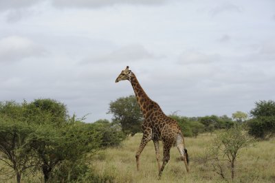 0068krugersa5C.jpg