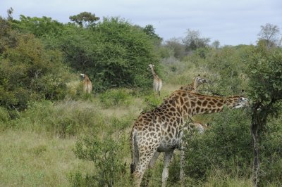 0069krugersa6C.jpg