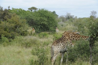 0070krugersa6C.jpg