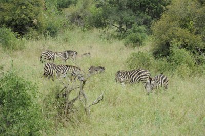 0071krugersa5C.jpg
