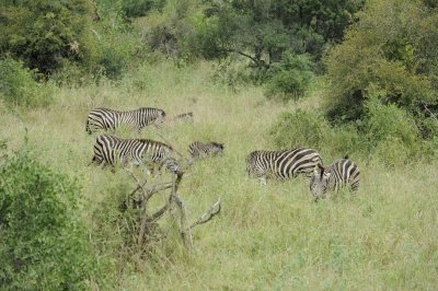 0071krugersa6C.jpg