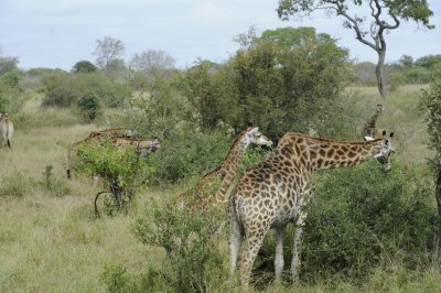 0072krugersa5C.jpg