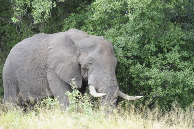 0077krugersa5C.jpg