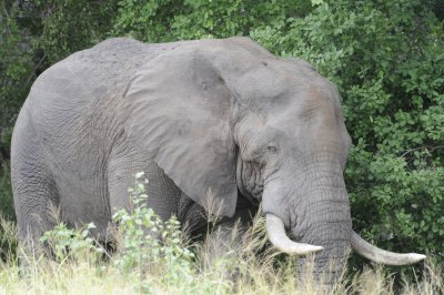 0080krugersa6C.jpg