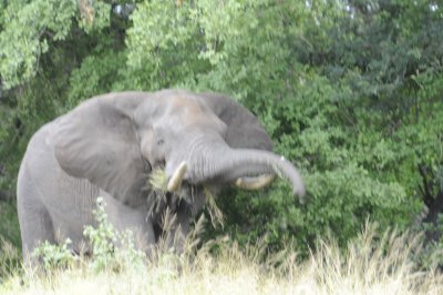 0082krugersa5C.jpg