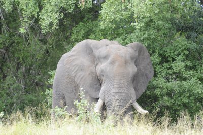 0083krugersa6C.jpg