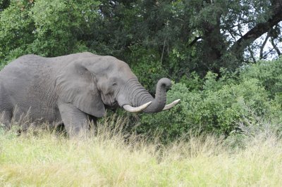 0084krugersa5C.jpg