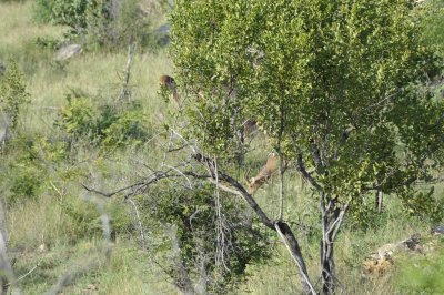 0084krugersa6B.jpg