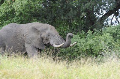 0084krugersa6C.jpg