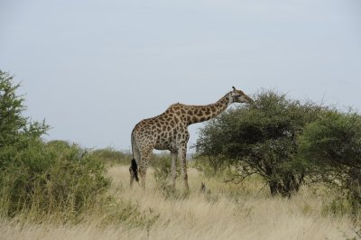 0040krugersa5C.jpg