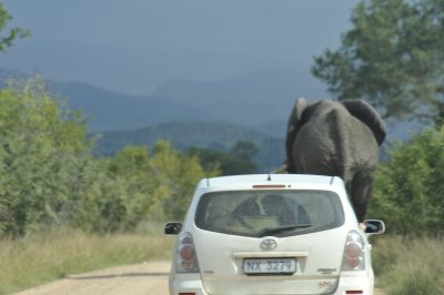 Road Hog