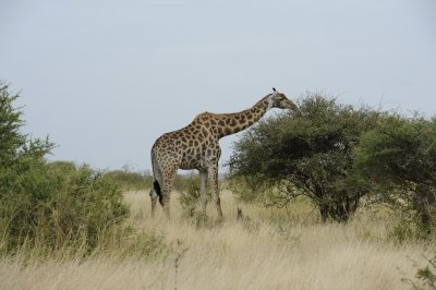 0041krugersa5C.jpg