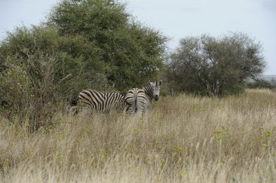 0043krugersa6C.jpg