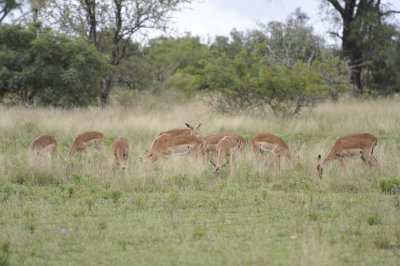 0044krugersa5.jpg